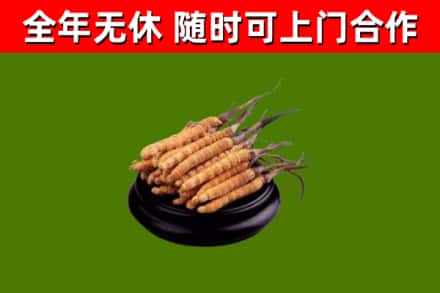 永泰回收散虫草